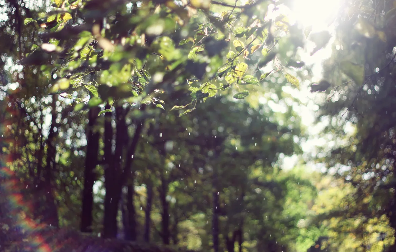 Photo wallpaper autumn, the sun, rain, rainbow