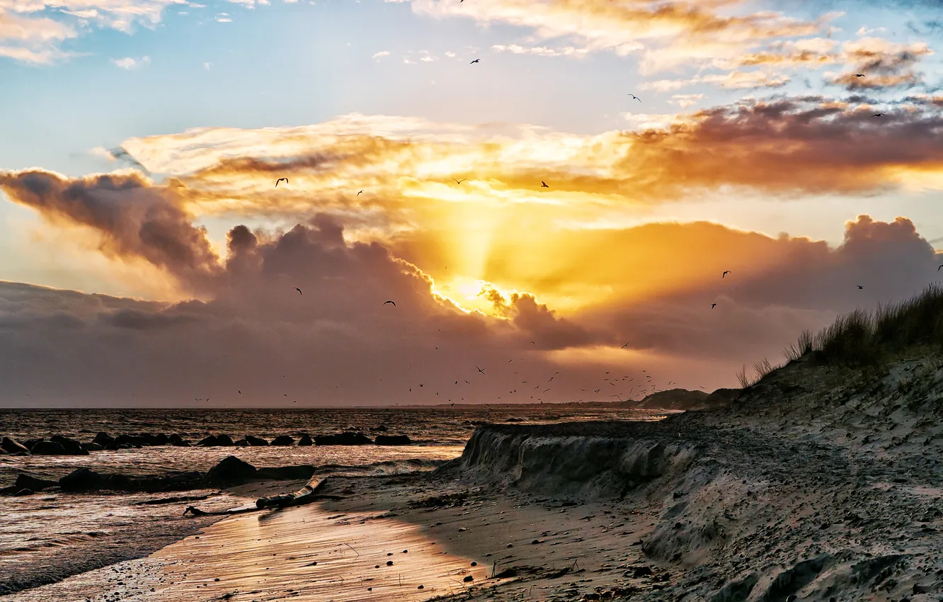 Photo wallpaper sea, beach, the sky, the sun, clouds, shore, seagulls