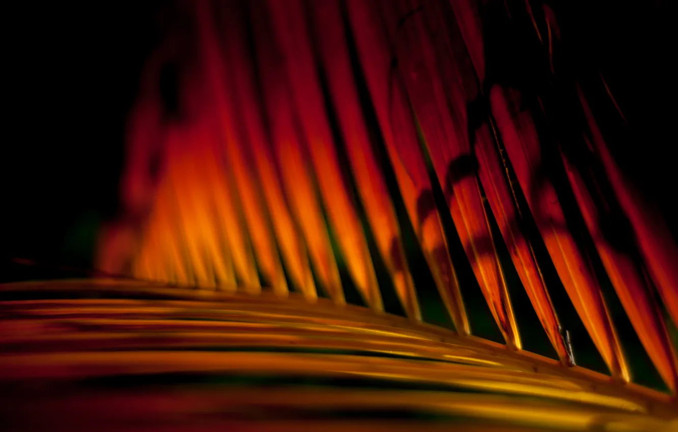 Photo wallpaper leaves, line, palm trees