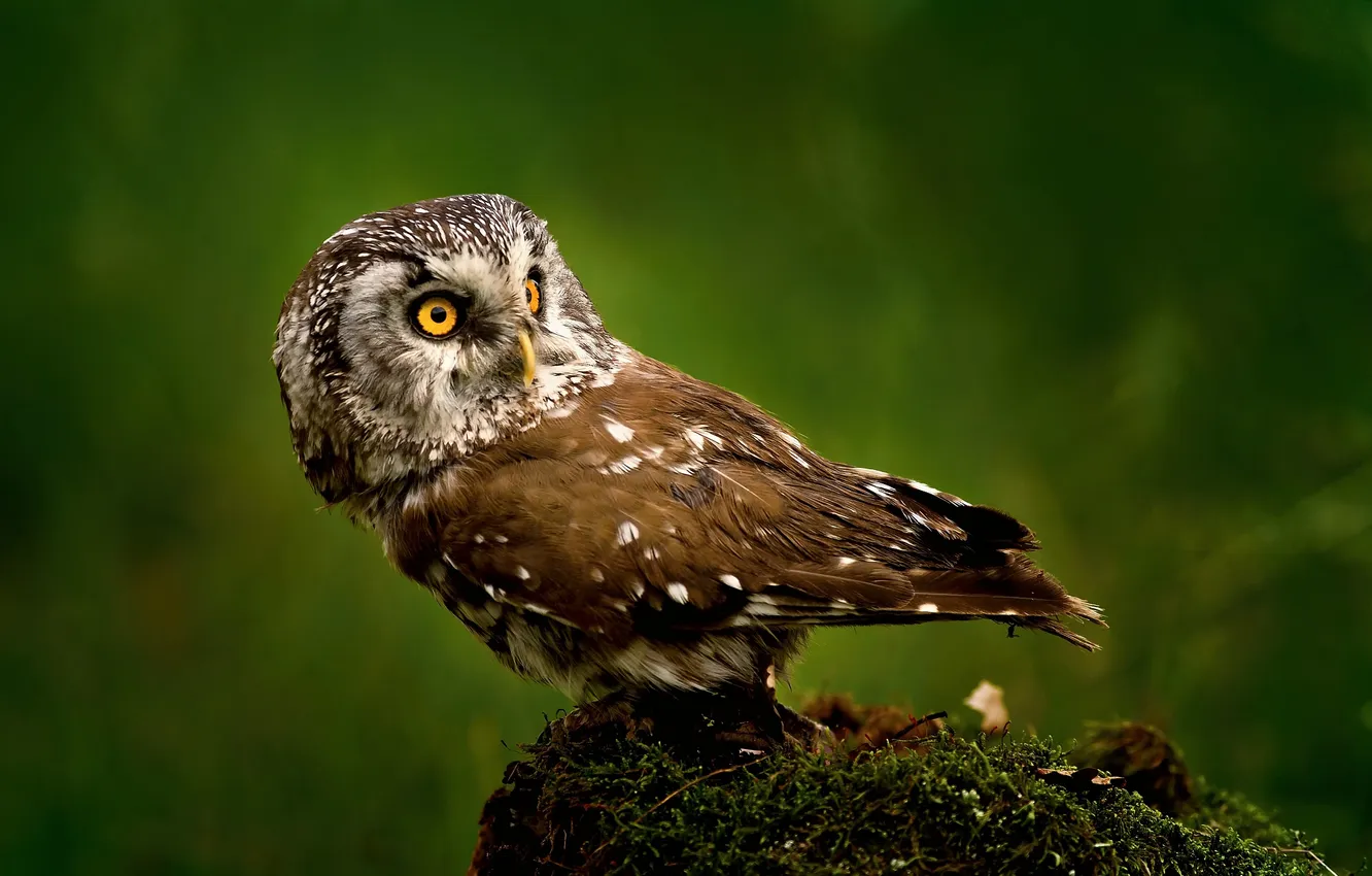 Photo wallpaper background, owl, bird, moss