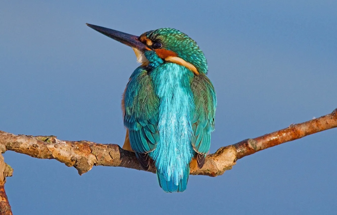 Photo wallpaper bird, color, branch, feathers, beak, Kingfisher