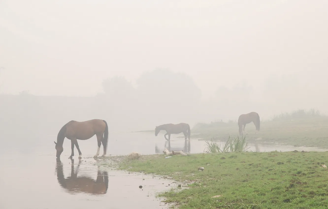 Photo wallpaper water, fog, horse