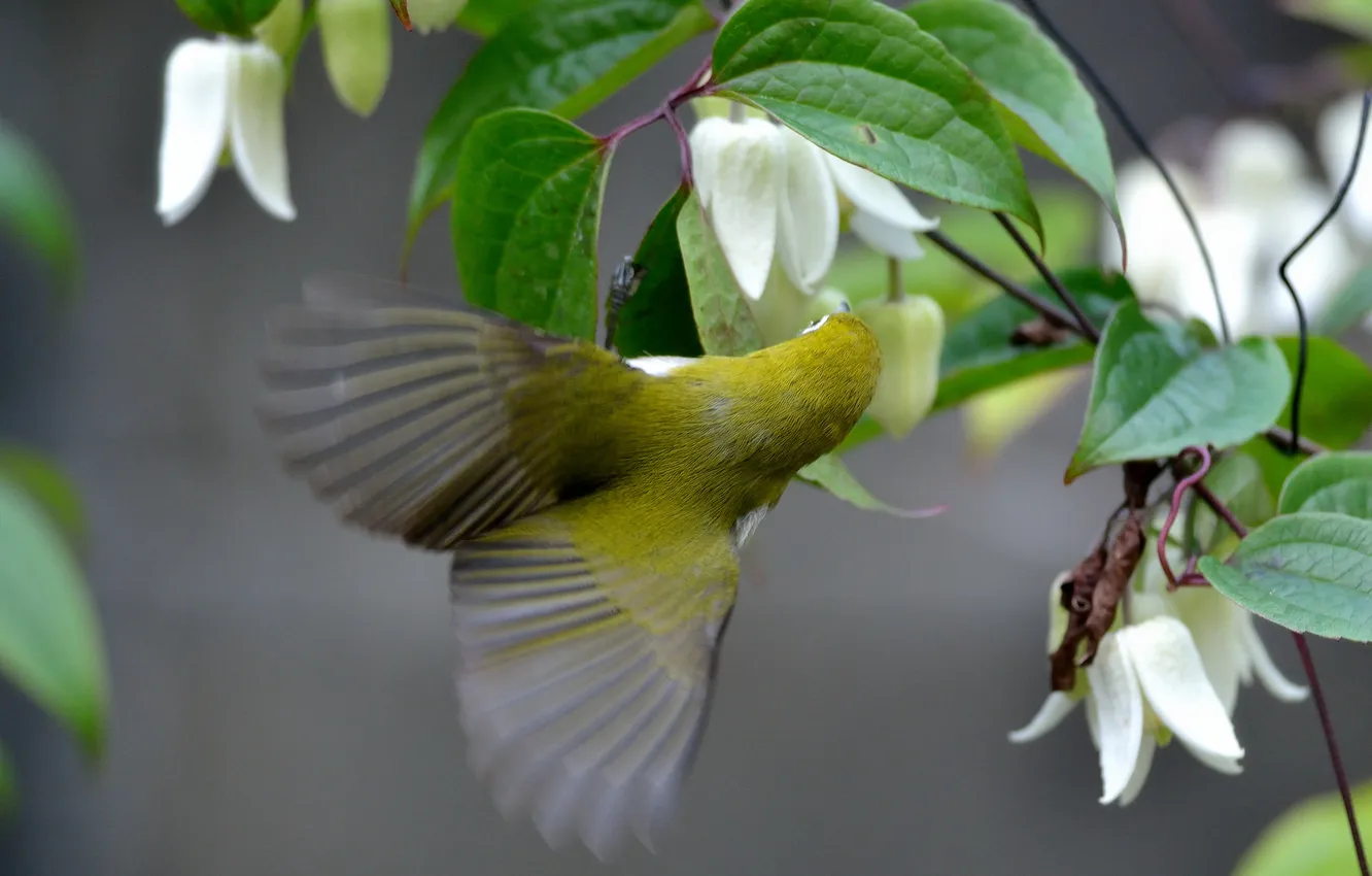 Photo wallpaper flowers, bird, clematis, Japanese white-eye