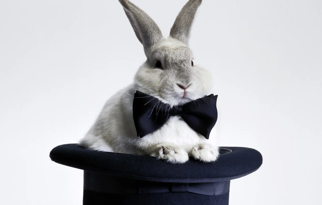 Photo wallpaper hare, hat, the character in 2011