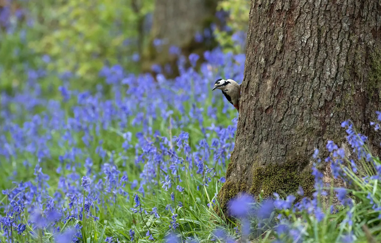 Photo wallpaper forest, flowers, nature, tree, bird, glade, woodpecker, blue