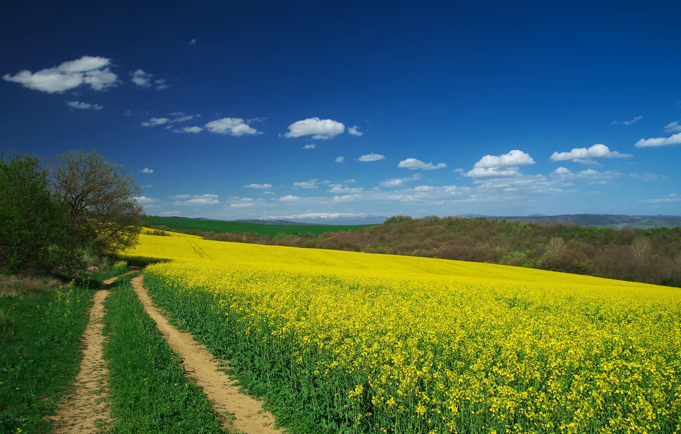 Photo wallpaper road, forest, the sky, clouds, trees, flowers, yellow, blue