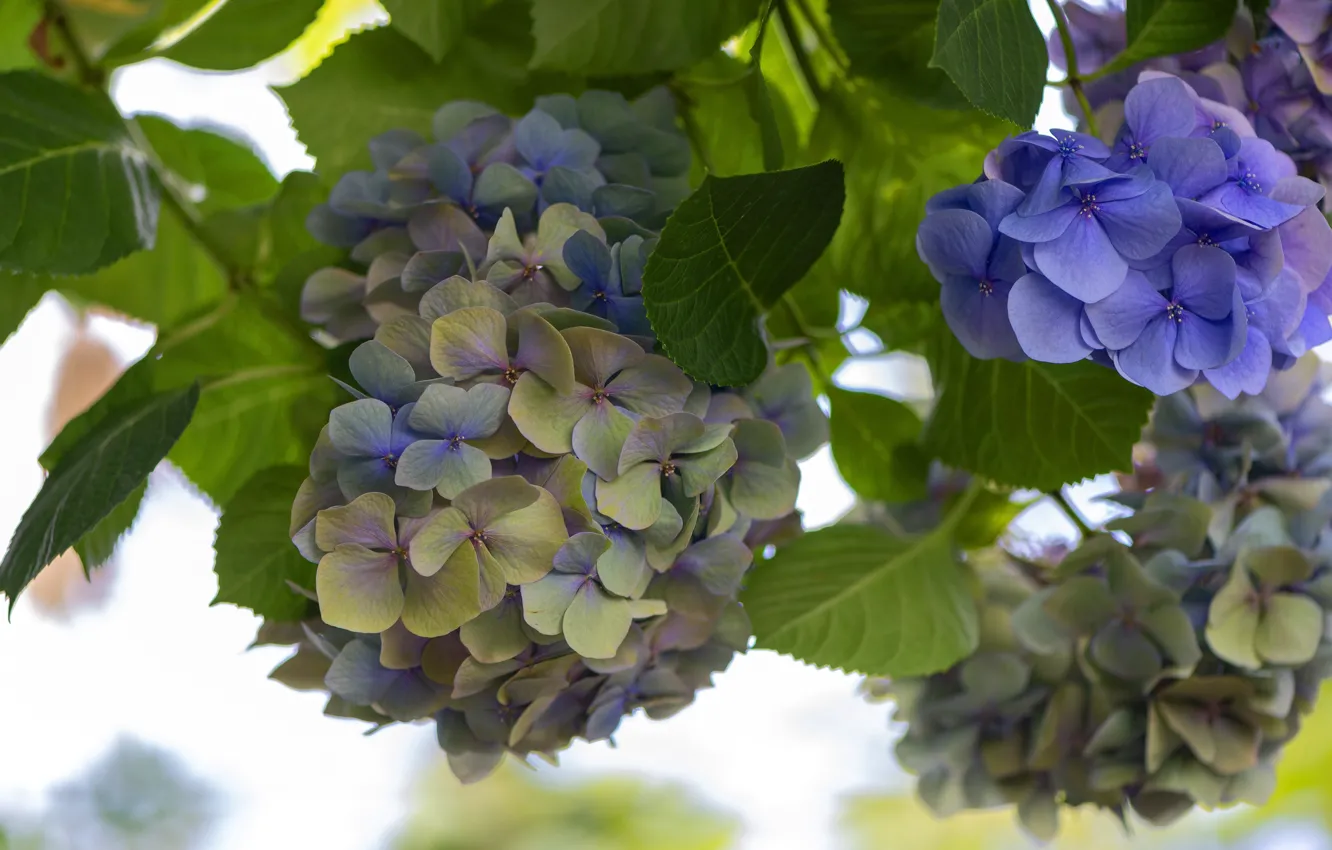 Photo wallpaper purple, leaves, flowers, branches, green, background, petals, flowering