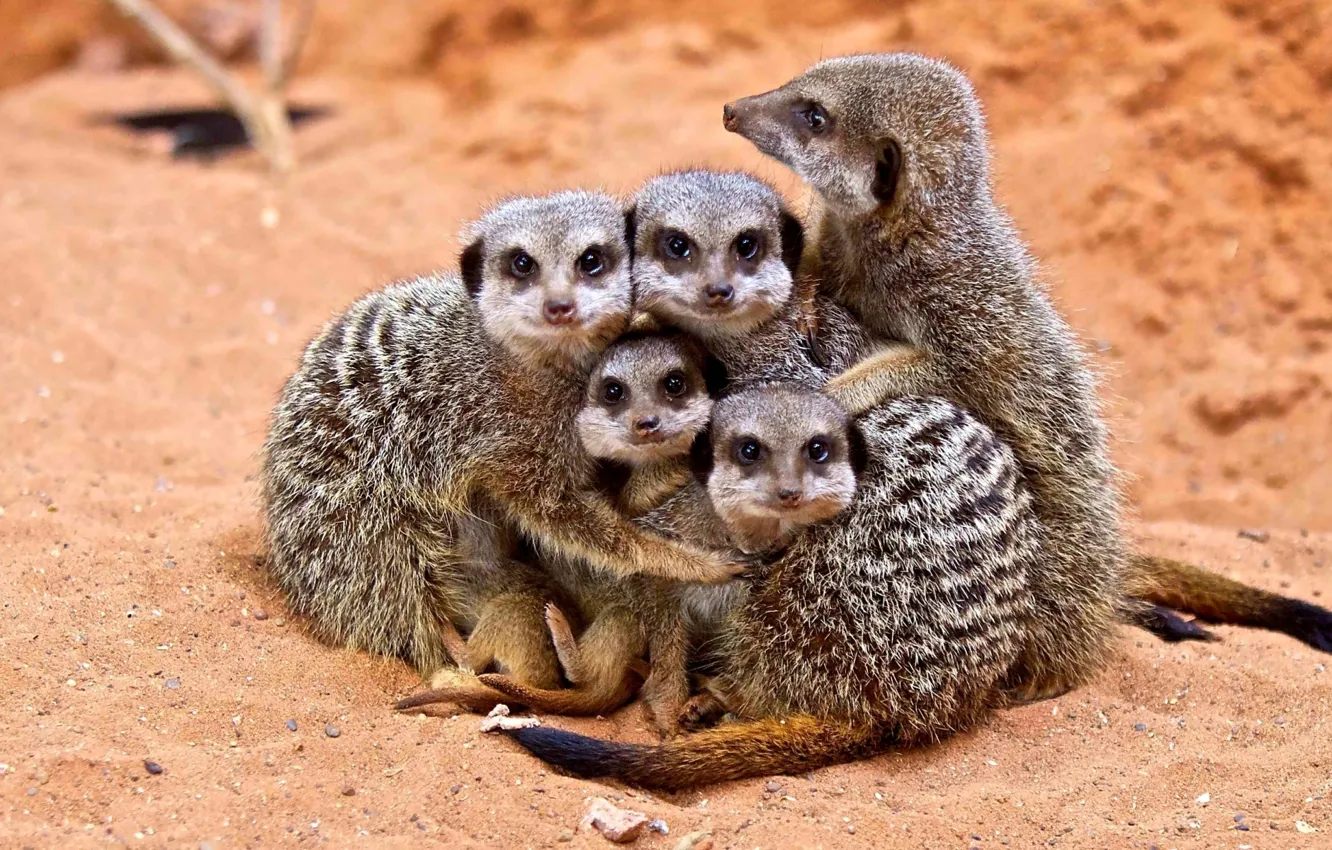 Photo wallpaper pacani, kliovie