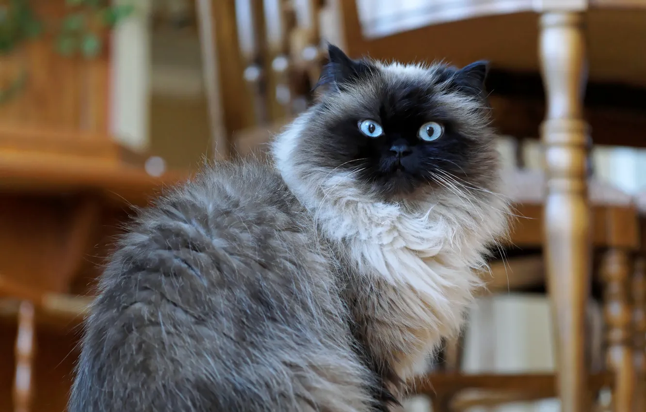 Photo wallpaper cat, look, wool