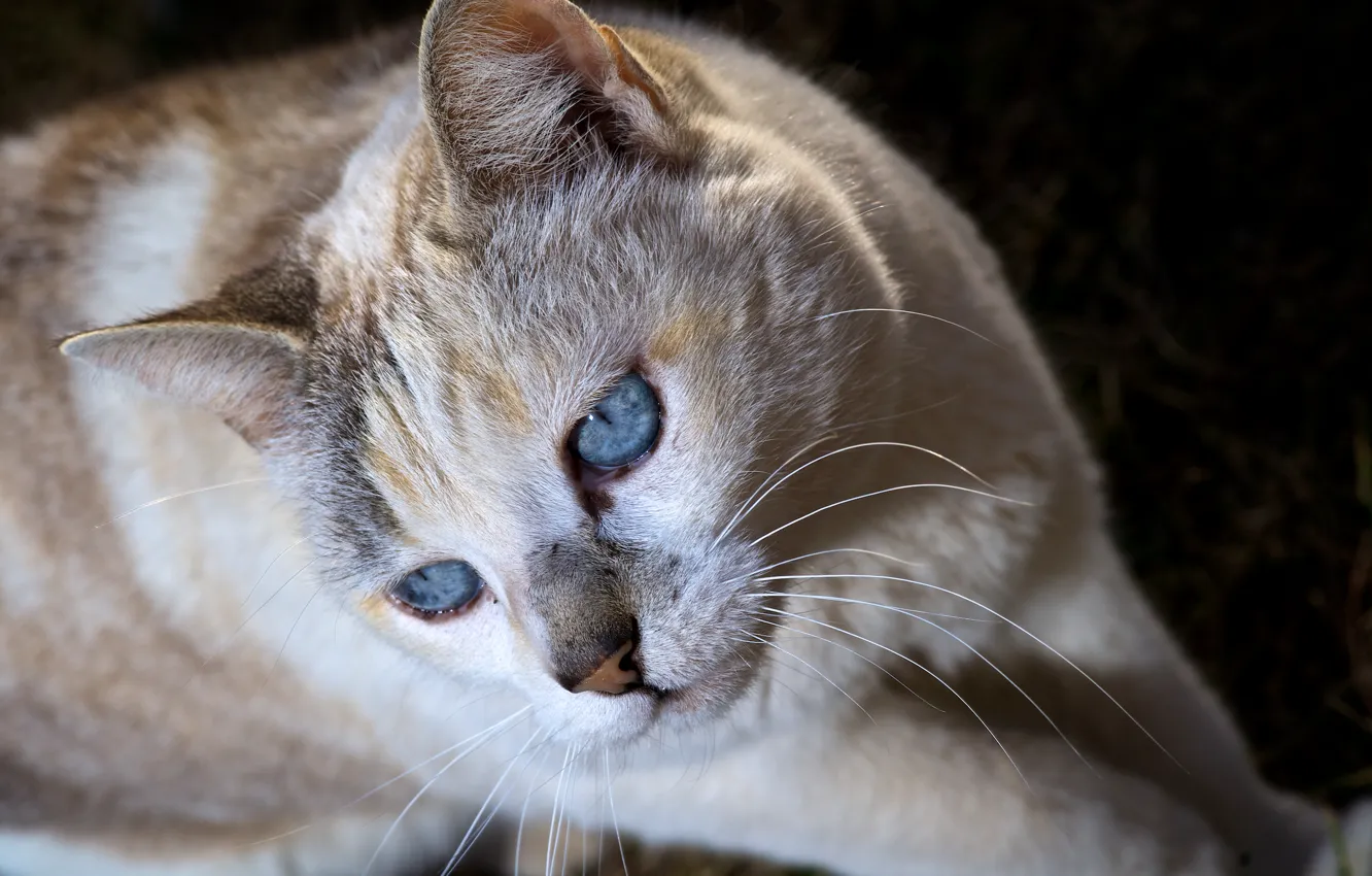 Photo wallpaper cat, cat, look, face, blue eyes