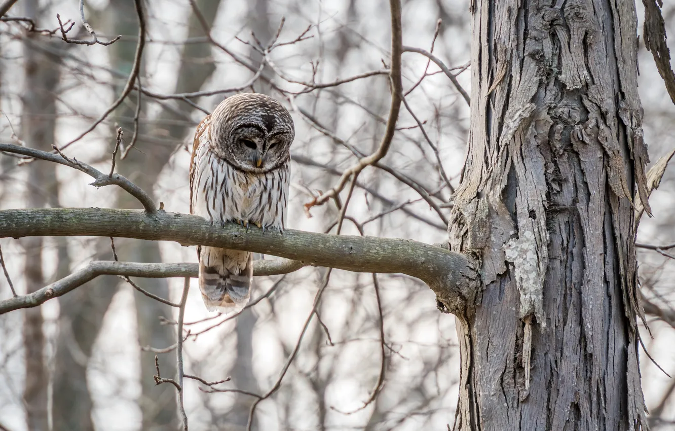 Photo wallpaper forest, trees, branches, nature, owl, bird