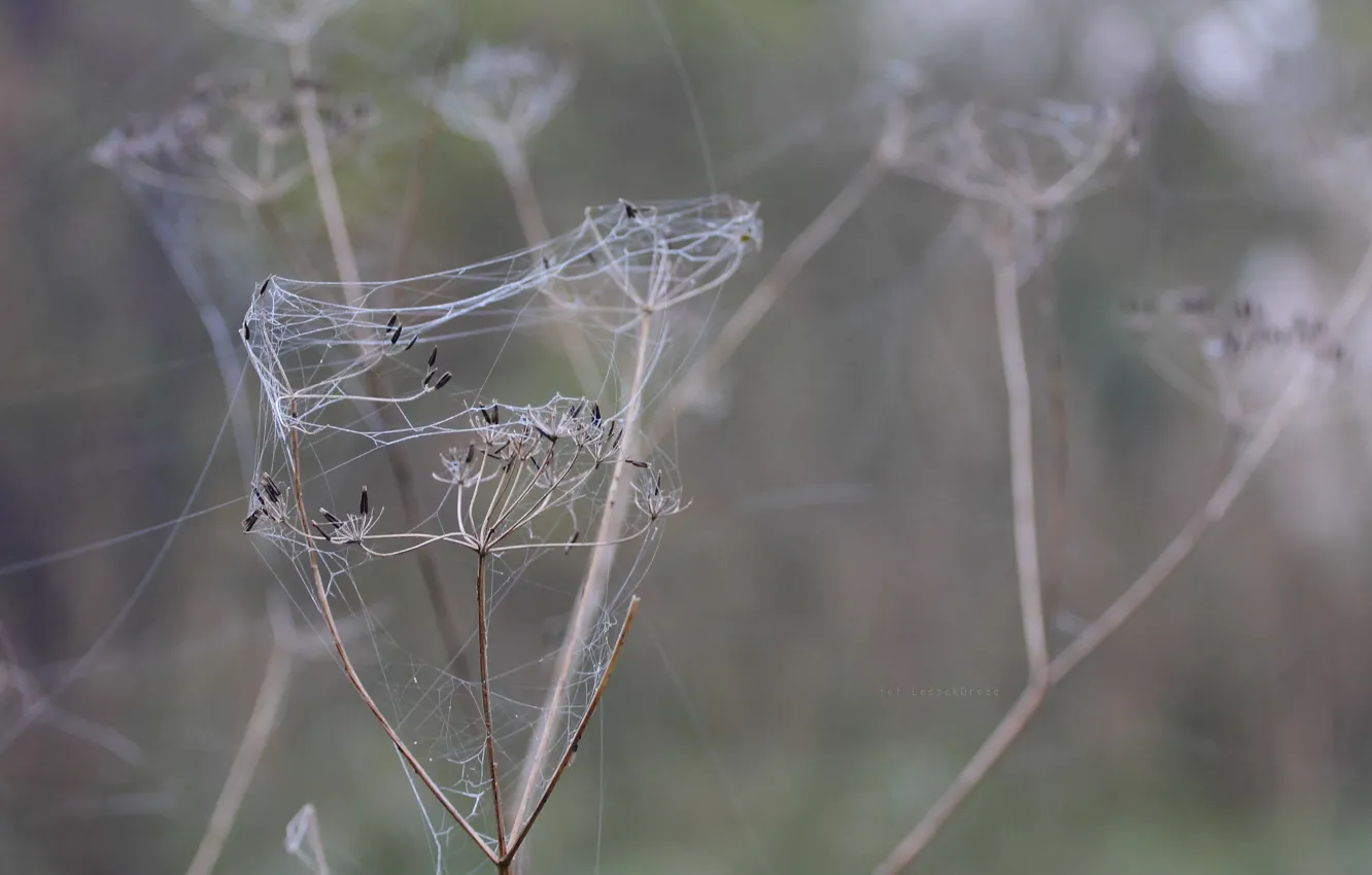 Photo wallpaper spider, nature, macro, fog, bokeh, web