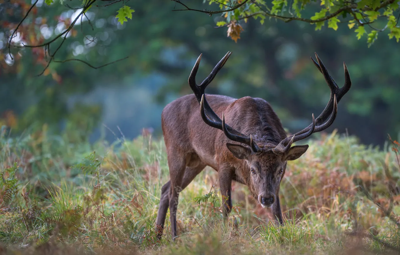 Photo wallpaper forest, look, leaves, branches, nature, pose, Park, glade