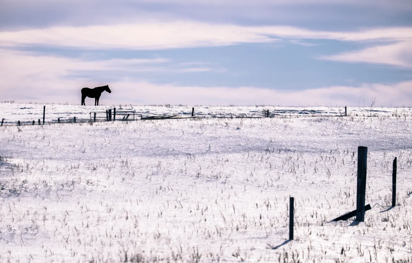 Photo wallpaper winter, field, snow, horse