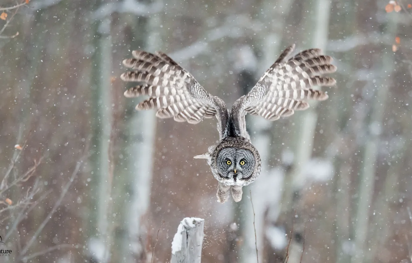 Photo wallpaper winter, flight, owl, bird, wings, Great grey owl