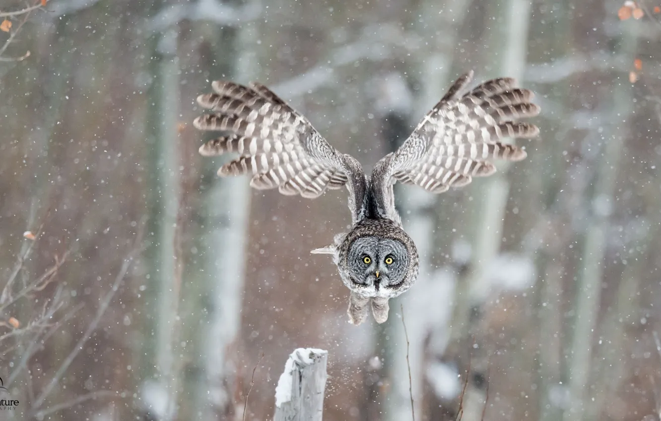 Photo wallpaper winter, owl, bird, wings, flight, great grey owl