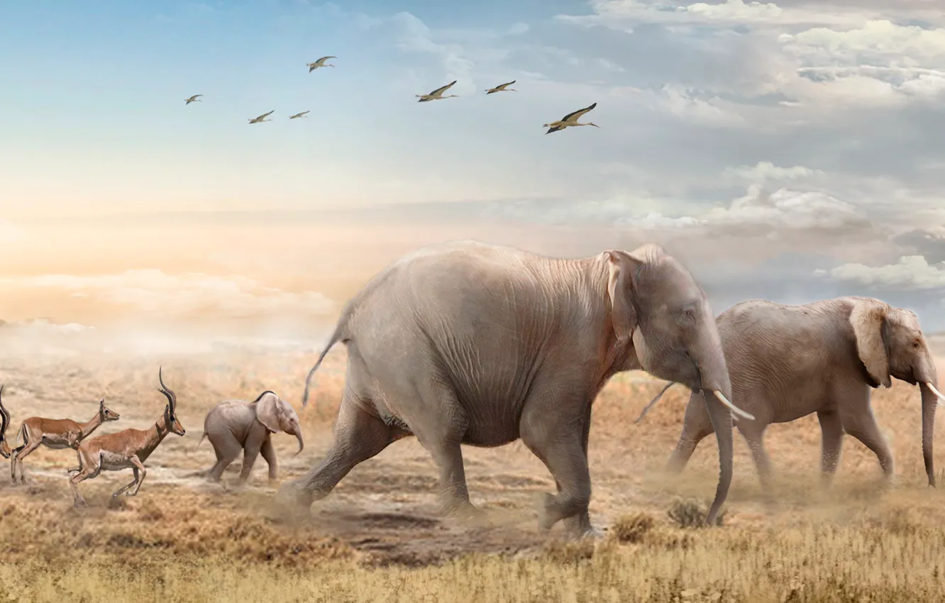 Photo wallpaper animal, elephant, art, giraffe, Zebra, kangaroo, Cheetah, antelope