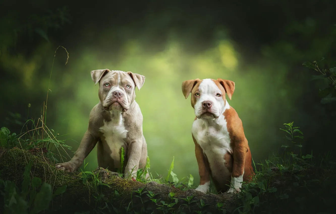 Photo wallpaper dogs, look, leaves, nature, pose, puppies, pair, log