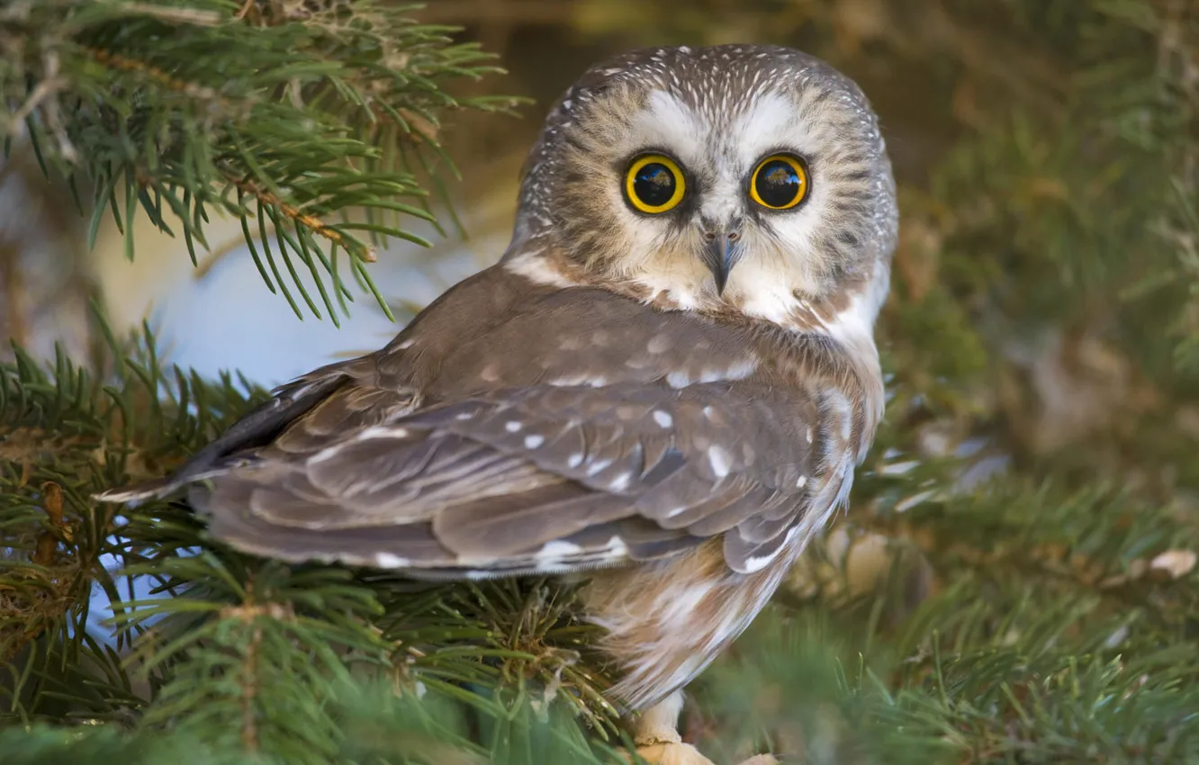 Photo wallpaper eyes, nature, owl