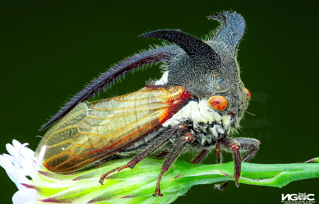 Photo wallpaper beetle, insect, gorbatka, Tran The Ngoc