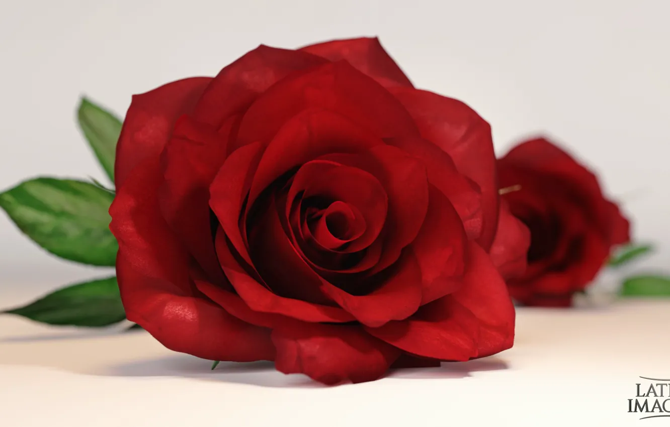Photo wallpaper flower, rose, red