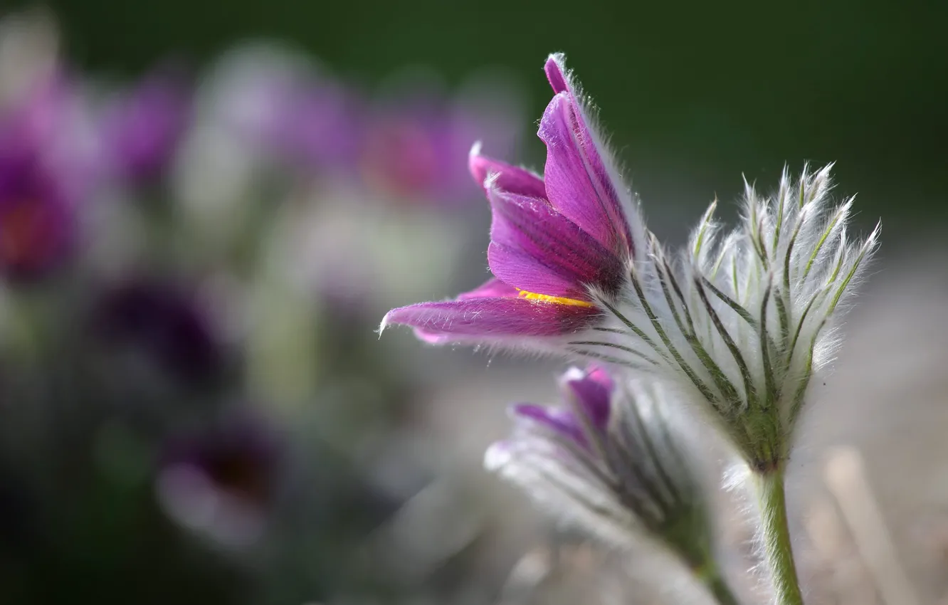 Photo wallpaper flowers, background, spring, lilac, bokeh, cross