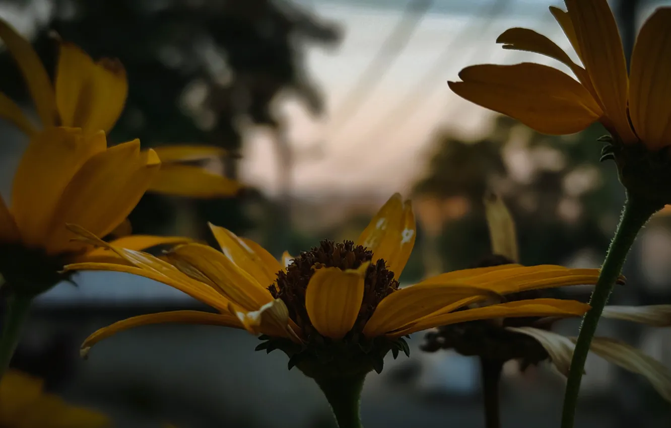 Photo wallpaper flowers, the city, the evening, bokeh