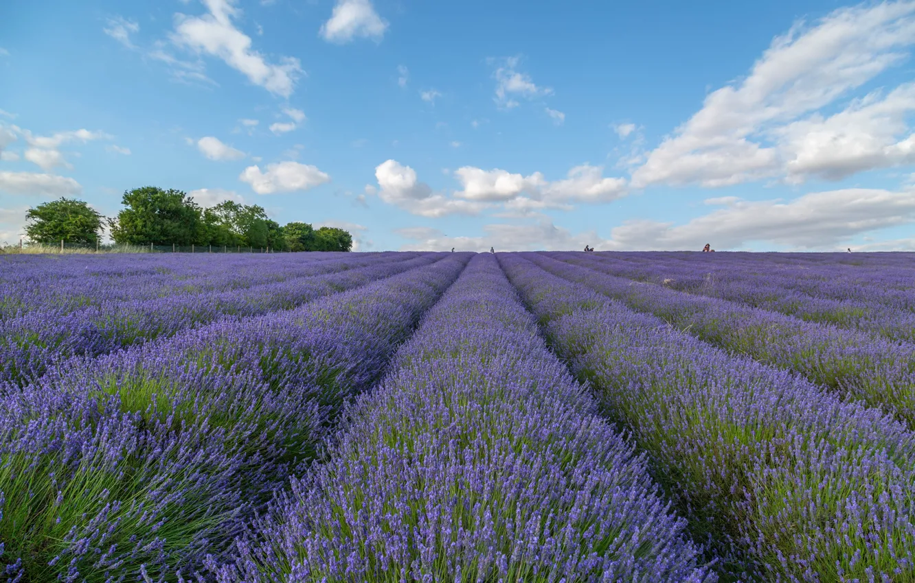 Photo wallpaper flowers, lavender, lavender field