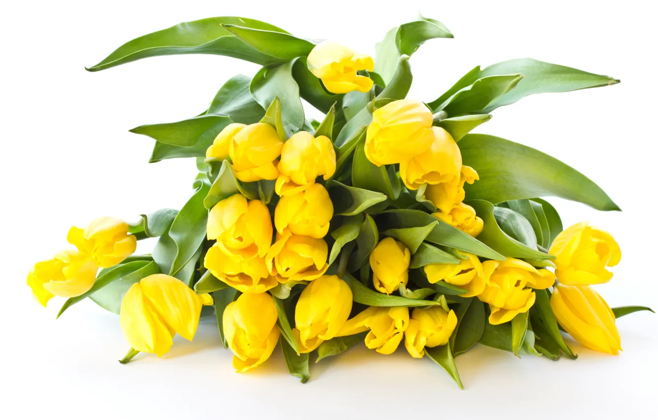 Photo wallpaper bouquet, yellow, tulips, white background