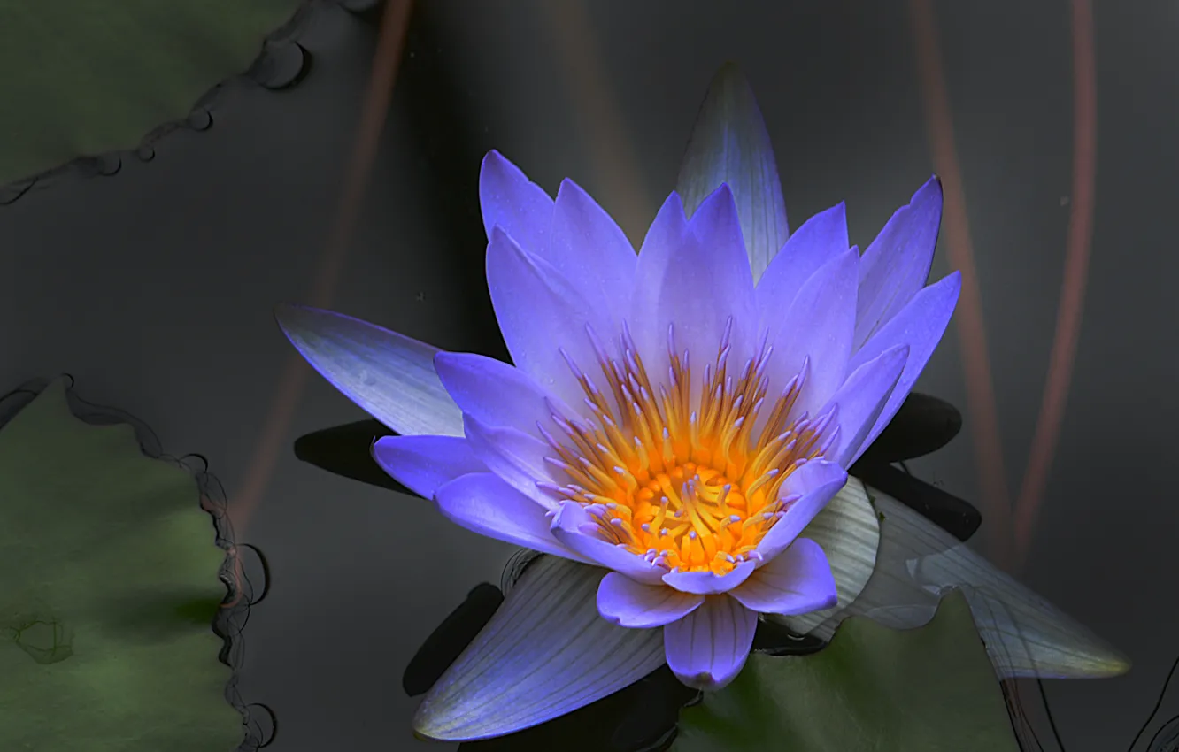 Photo wallpaper Lily, water, Water lily