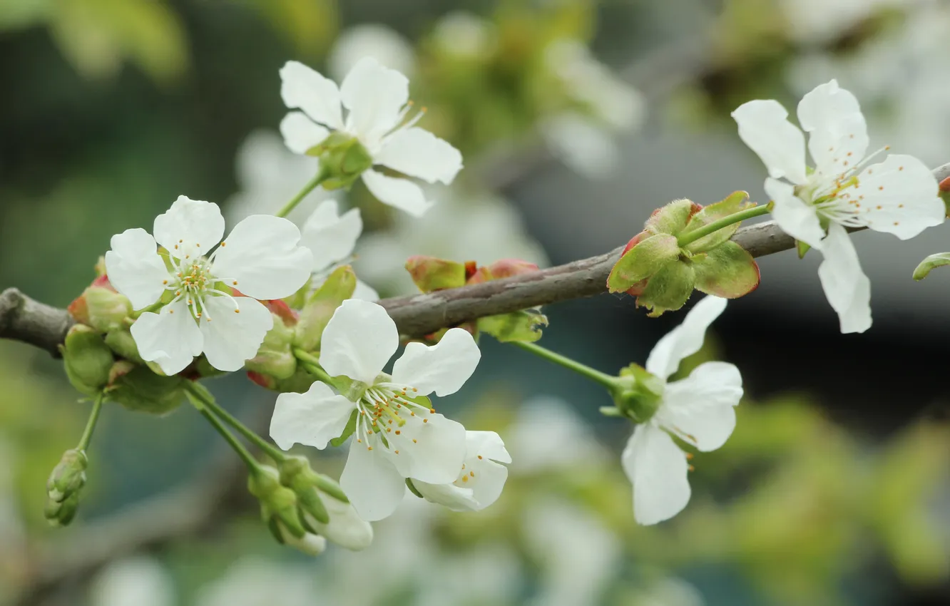 Photo wallpaper white, flowers, twig