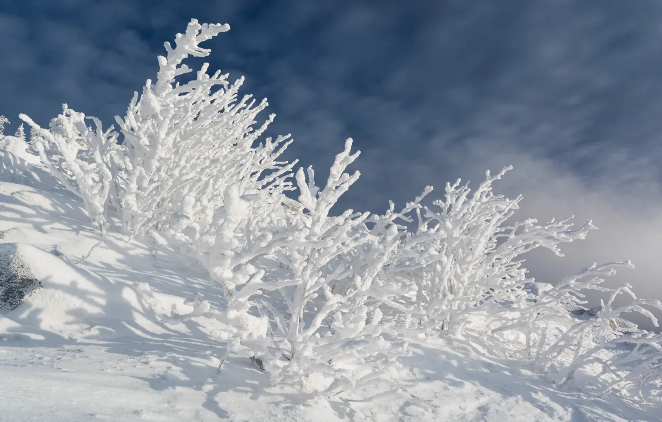 Photo wallpaper winter, frost, forest, clouds, light, snow, branches, hills