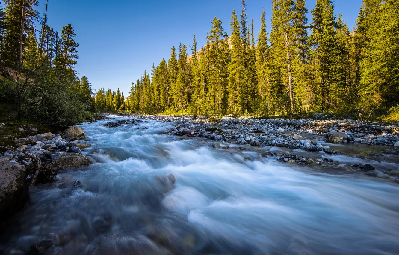 Photo wallpaper forest, river, stones, stream