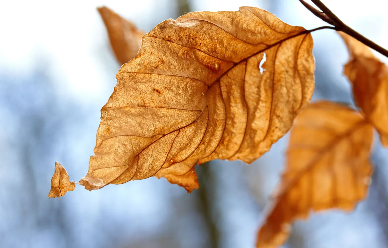 Photo wallpaper autumn, leaves, macro, yellow, nature, photo, leaf, falling leaves