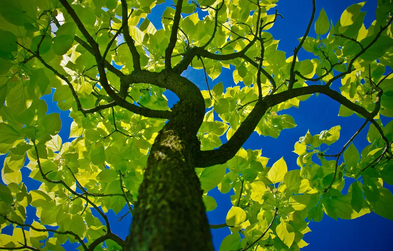 Photo wallpaper greens, the sky, nature, tree, foliage, trunk