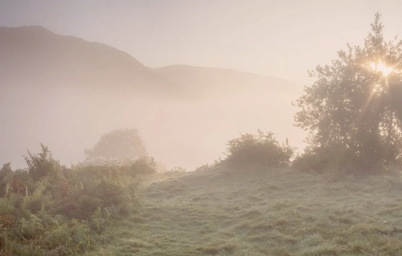 Photo wallpaper field, nature, fog, morning