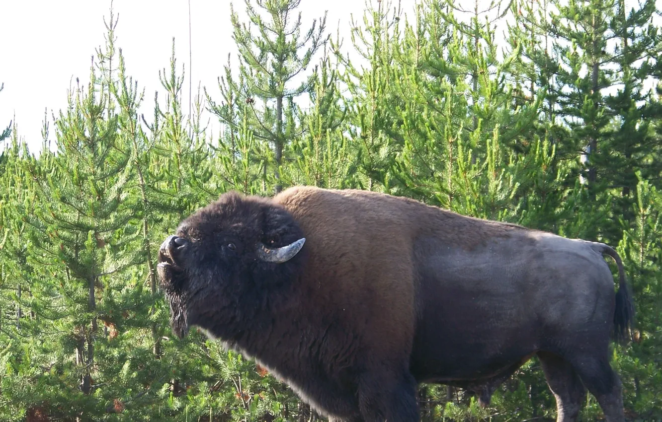 Photo wallpaper Wyoming, horns, Yellowstone, wildlife, mammal, Bison, Buffalo
