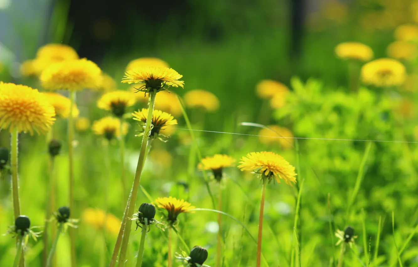Photo wallpaper macro, flowers, juicy