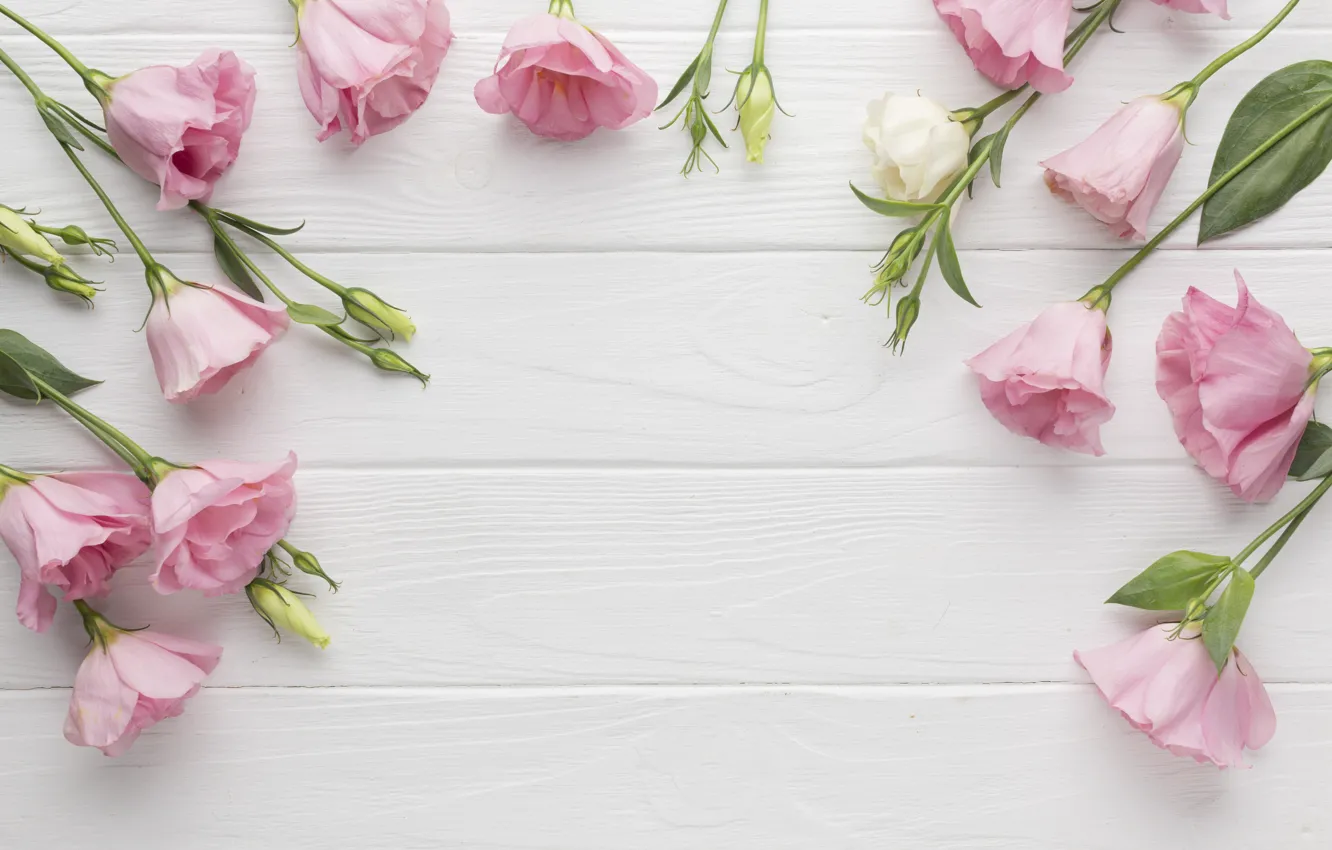 Photo wallpaper white, flowers, pink, eustoma