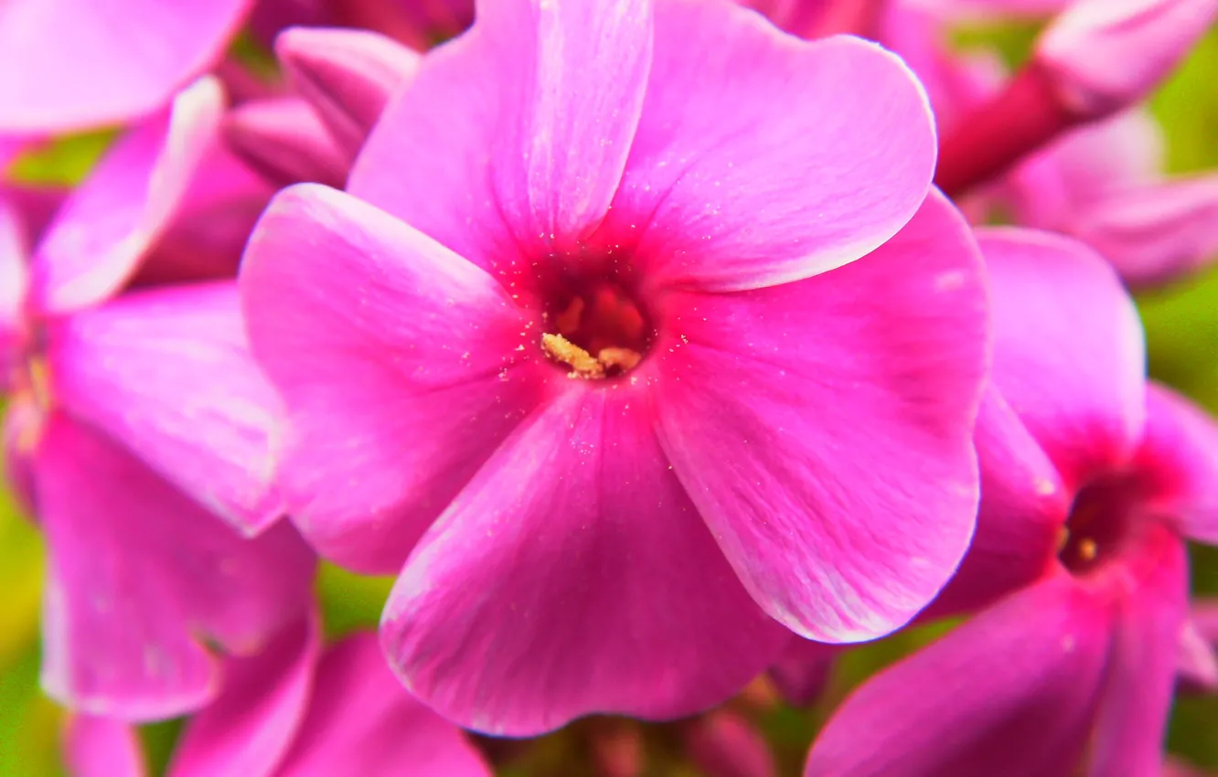 Photo wallpaper macro, flowers, pink, Phlox