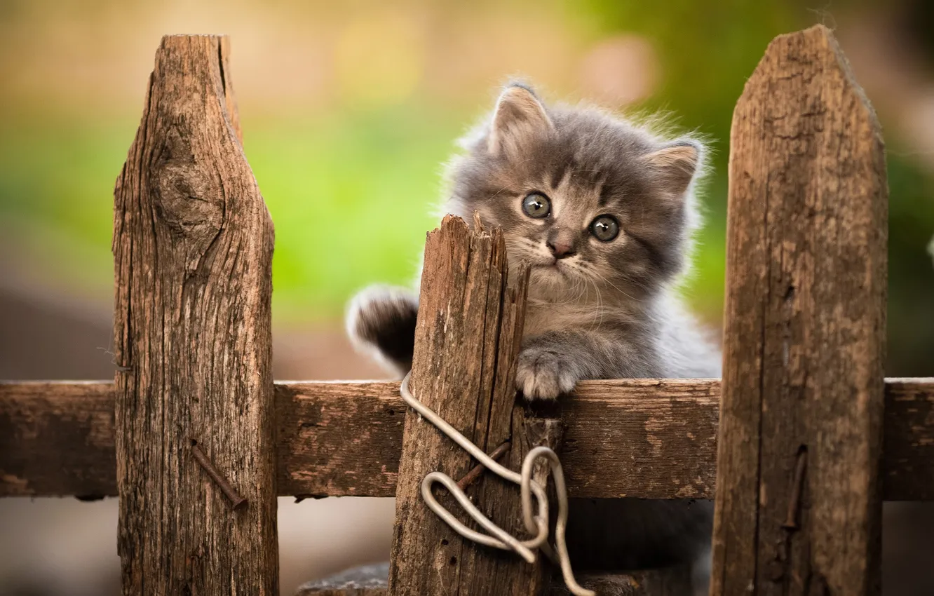 Photo wallpaper look, background, the fence, muzzle, kitty, Yuriy Korotun