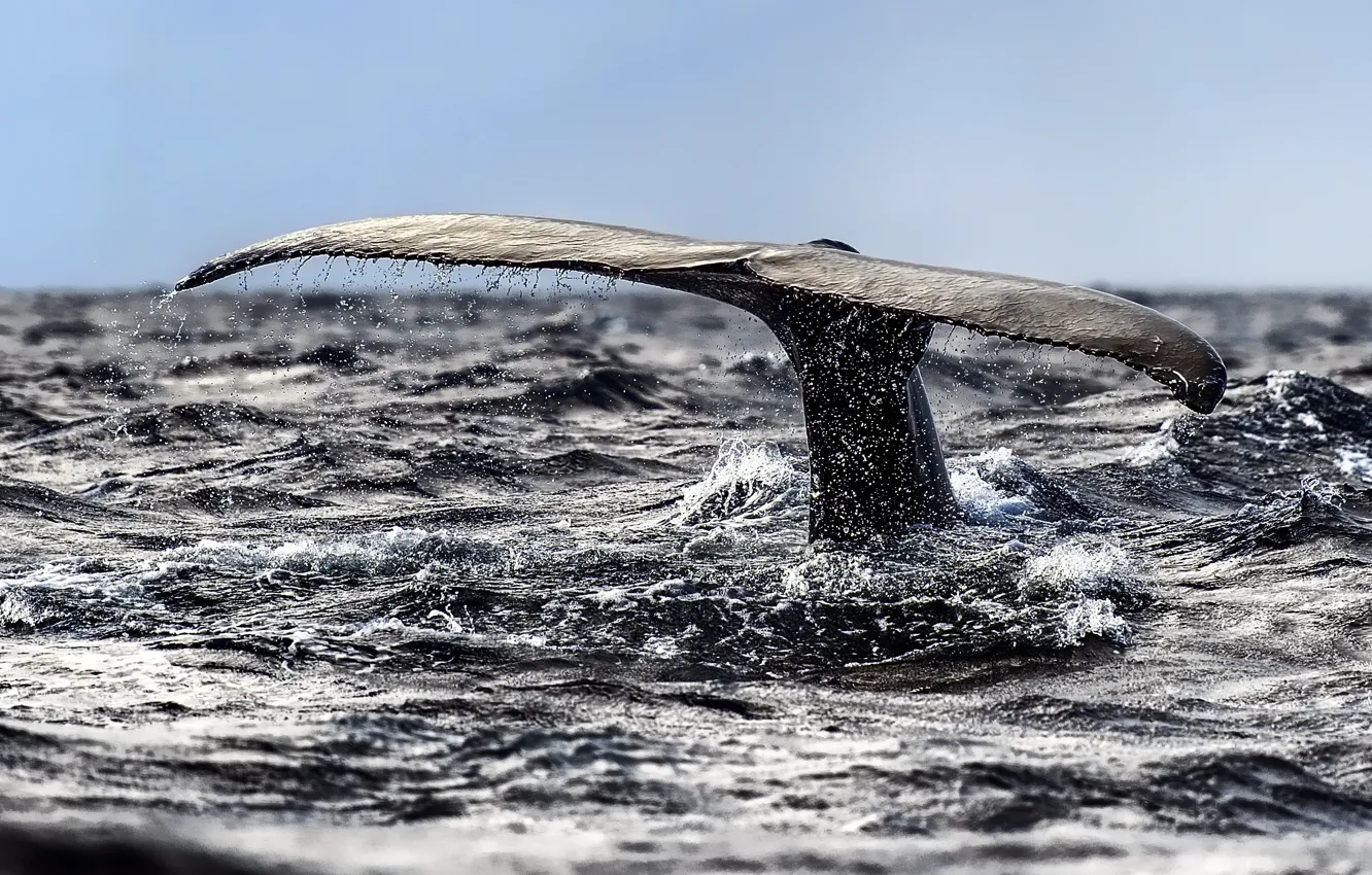 Photo wallpaper nature, the ocean, kit, tail