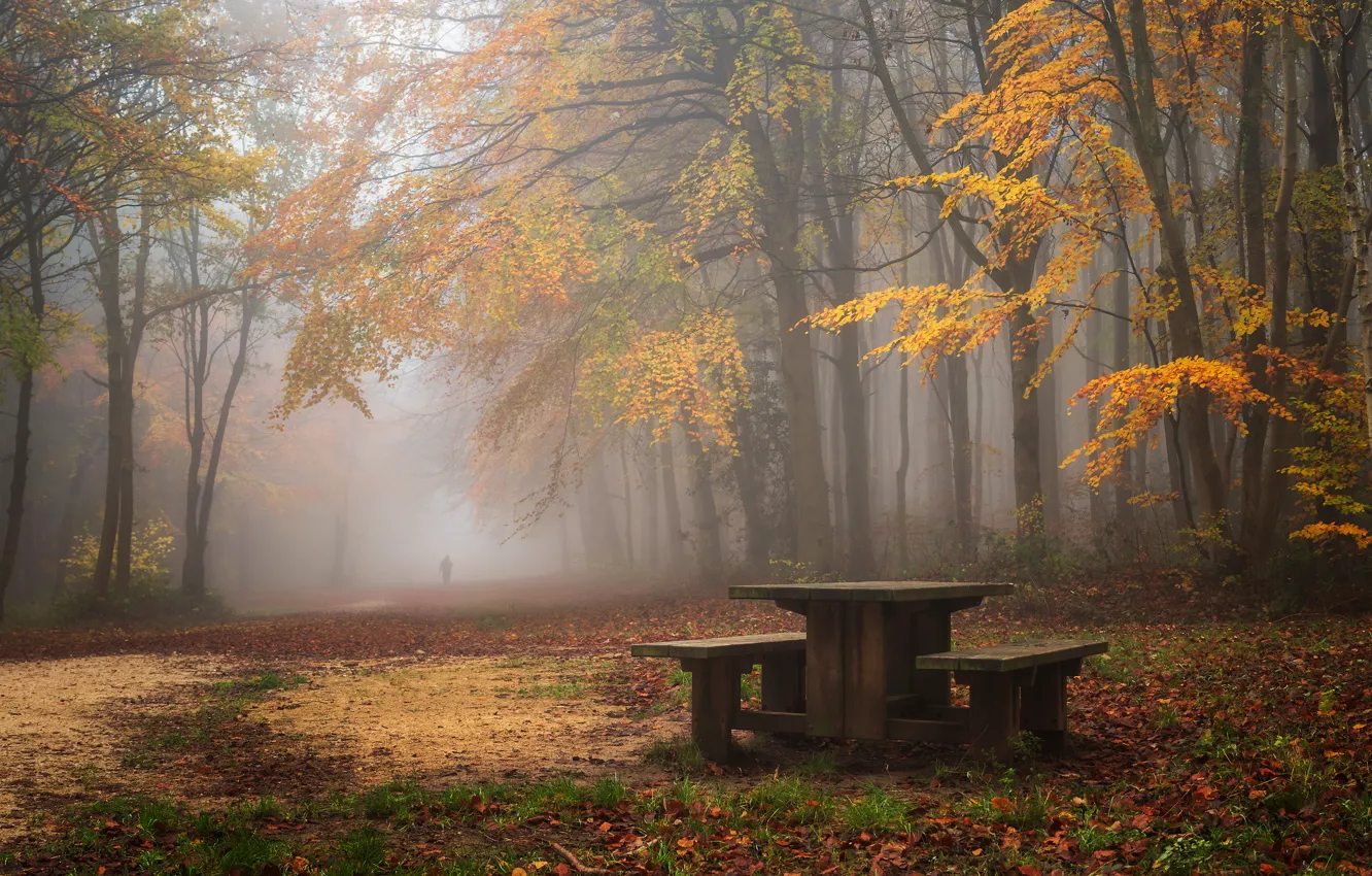 Photo wallpaper autumn, forest, trees, bench, nature, fog, Park, table
