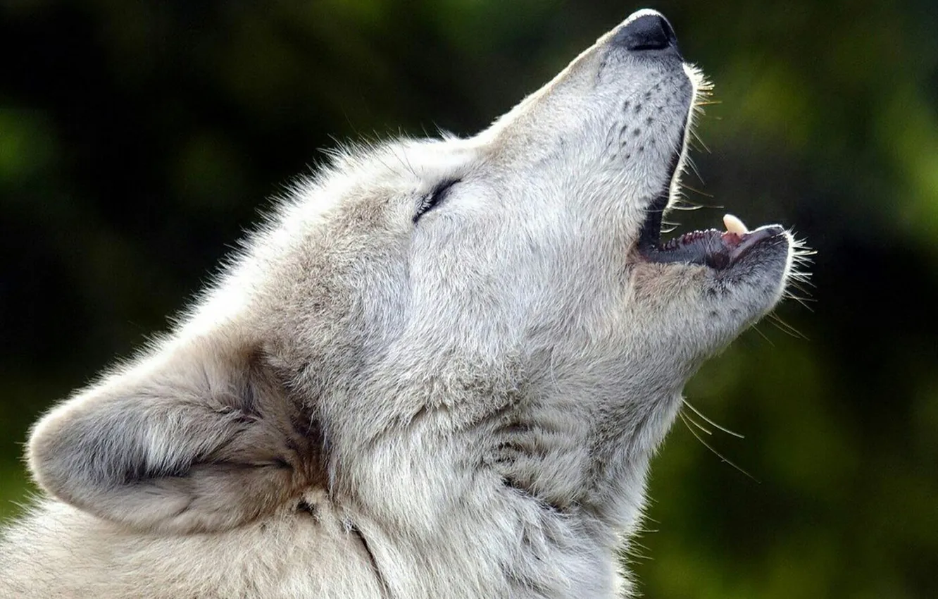 Photo wallpaper Predator, nature, animal, wolf, wildlife, portrait, portrait., Canis lupus. face