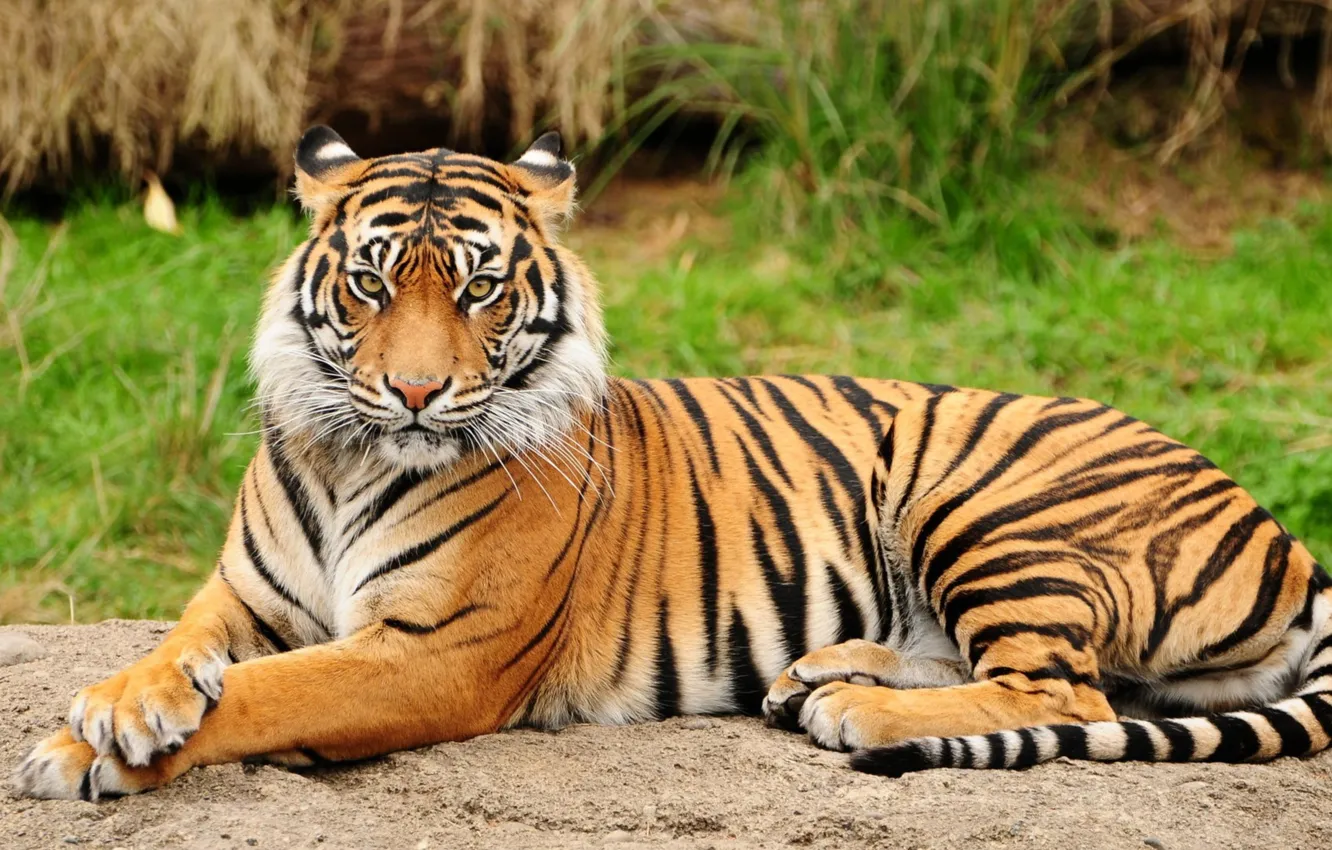 Photo wallpaper animals, big cats, feline, Mammals, animal themes, orange tiger