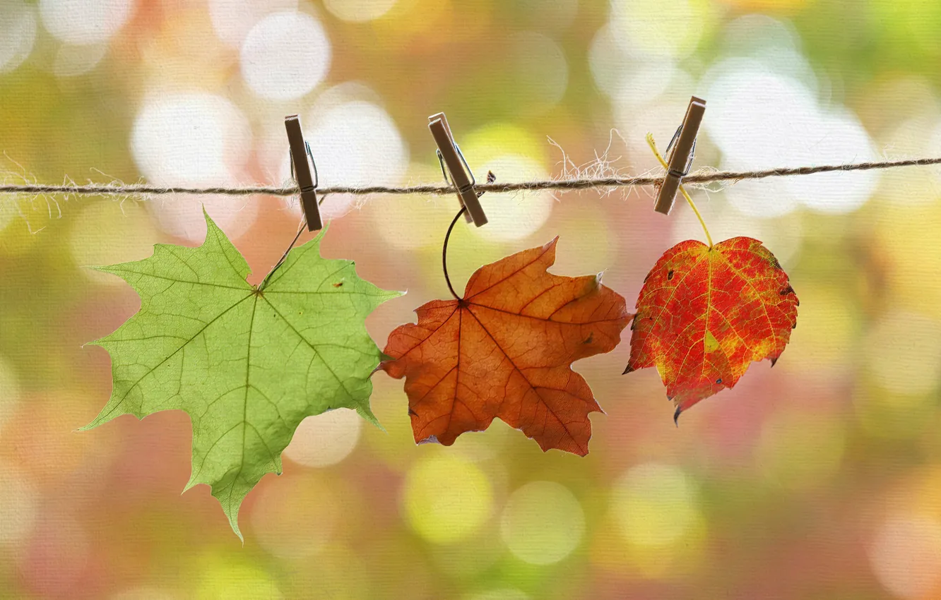 Photo wallpaper autumn, leaves, nature