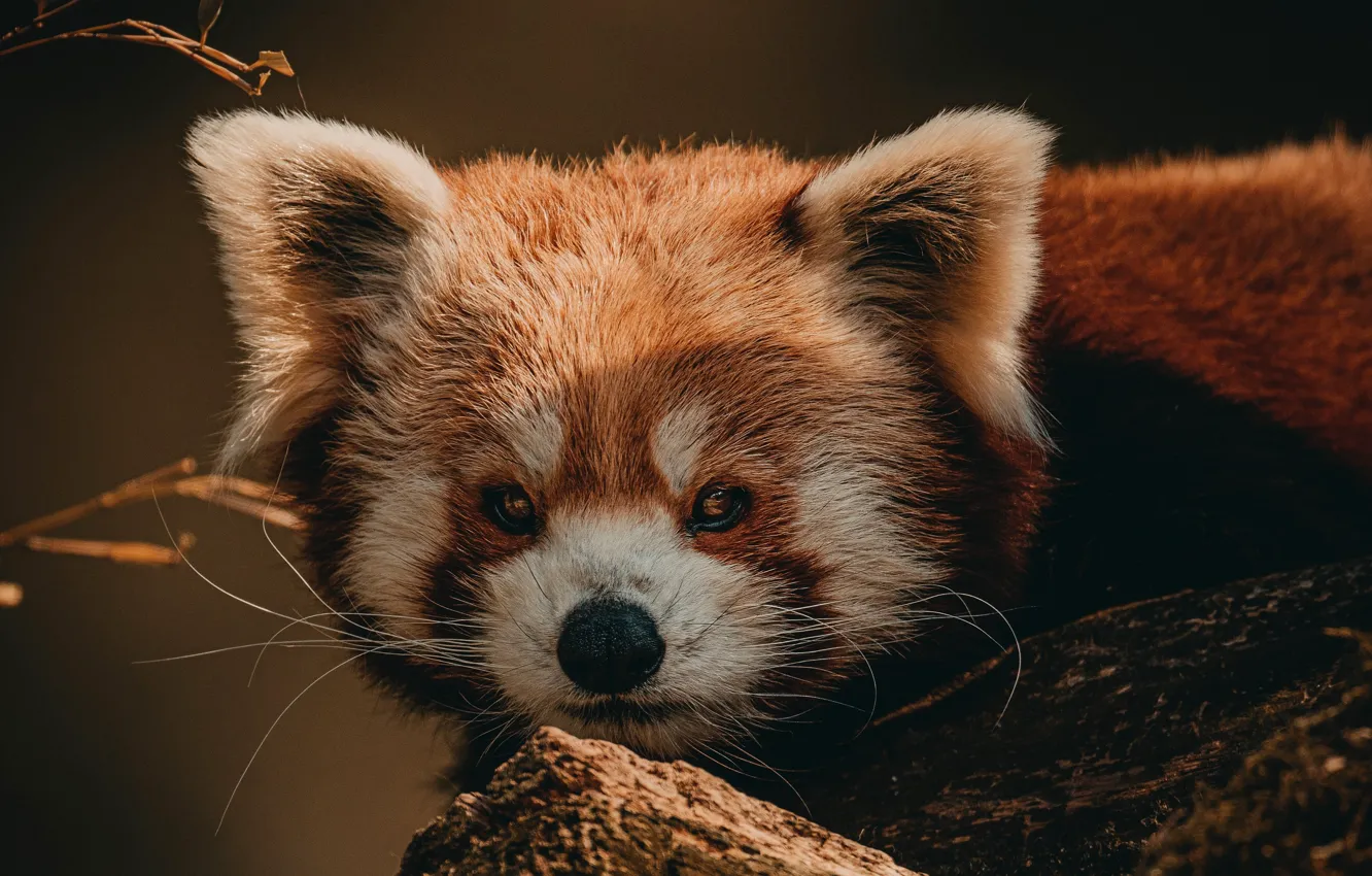 Photo wallpaper face, trees, red, Panda