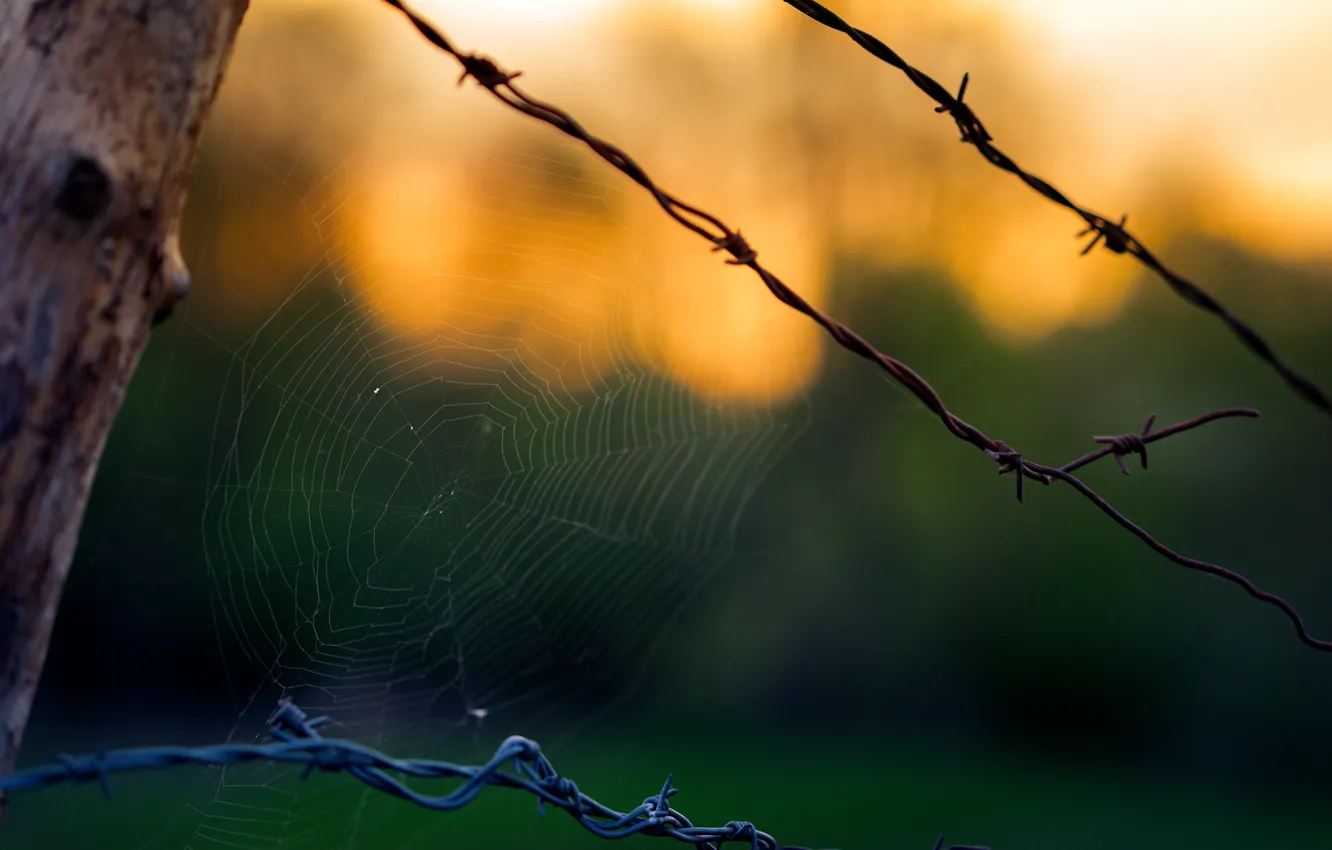 Photo wallpaper background, the fence, web