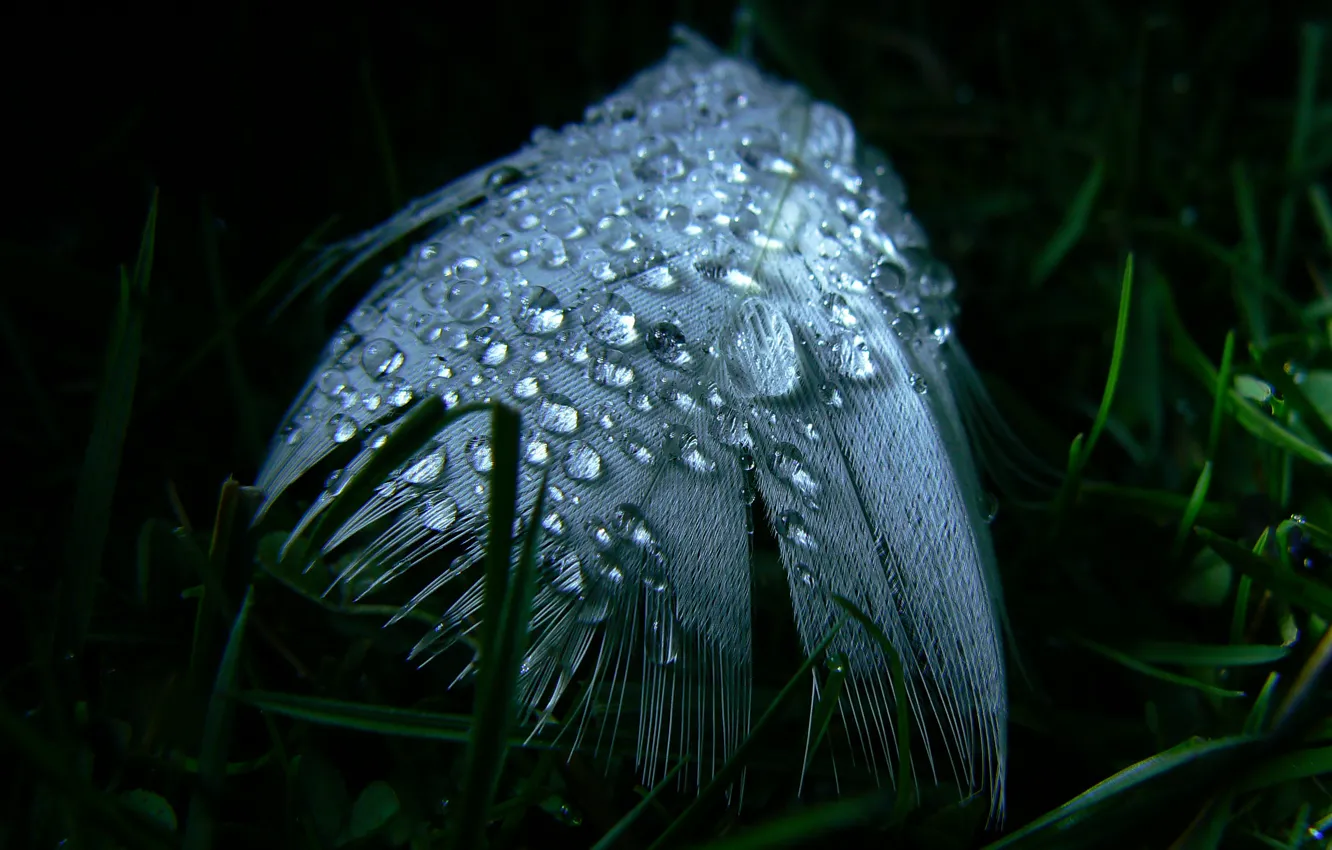 Photo wallpaper macro, Rosa, feathers, my photo, night shooting