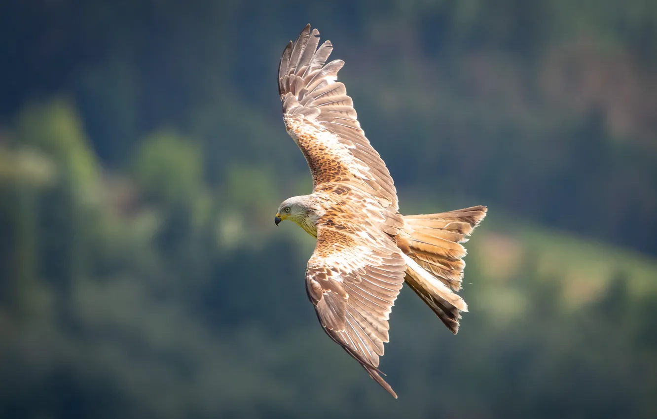 Photo wallpaper flight, nature, background, bird, height, wings, kite, the scope